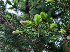 Picea obovata