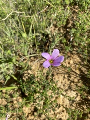 Oxalis lateriflora
