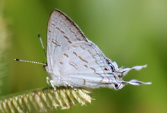 Leptomyrina hirundo