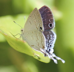 Leptomyrina hirundo