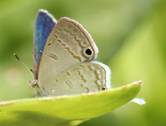 Leptomyrina hirundo