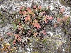 Protea amplexicaulis