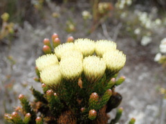 Brunia latebracteata