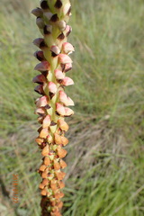 Disa versicolor