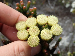 Brunia latebracteata