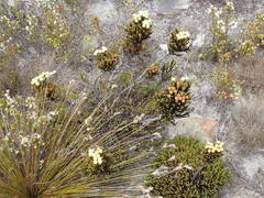 Brunia latebracteata