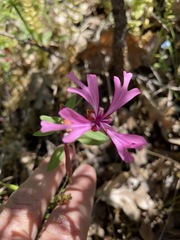 Clarkia concinna