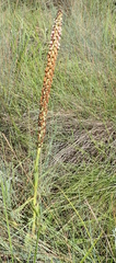 Disa versicolor