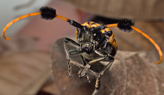 Aristobia approximator