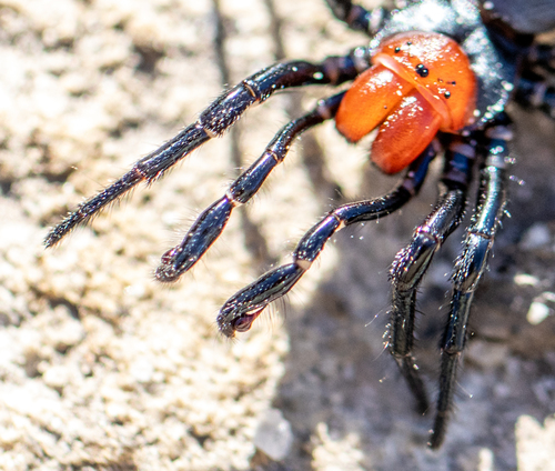 Red-headed Mouse Spider