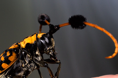 Aristobia approximator