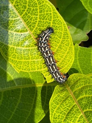 Doleschallia bisaltide