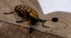 Aristobia approximator