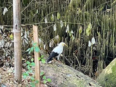 Acridotheres melanopterus