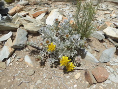 Berkheya cuneata