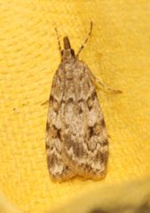 Scoparia ambigualis