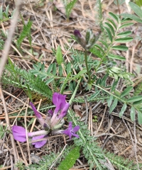 Astragalus suffruticosus
