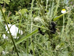 Camponotus vagus