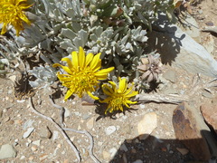 Berkheya cuneata