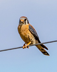 Falco sparverius