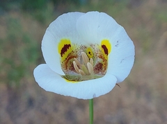 Calochortus superbus