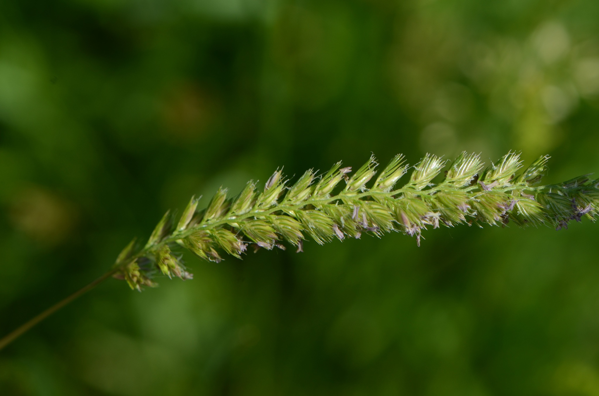 (c) nicoweg, aucun droit réservé (CC0) https://www.inaturalist.org/observations/81823680