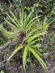 Astelia hastata