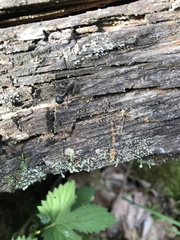 Camponotus vagus