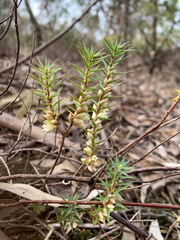 Melichrus urceolatus