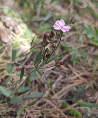 Silene linnaeana