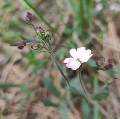 Silene linnaeana