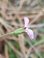 Silene linnaeana