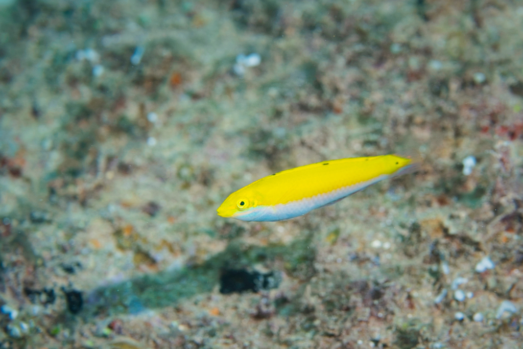 Canarytop Wrasse