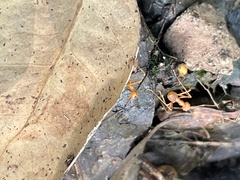 Oecophylla smaragdina