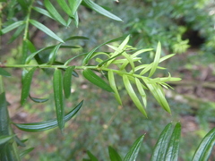 Saxegothaea conspicua