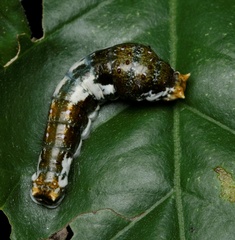 Papilio fuscus canopus