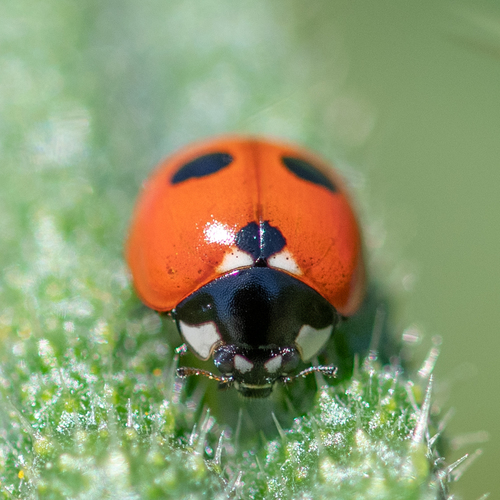 Penkiataškė boružė nuotrauka
