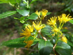 Azara lanceolata