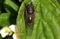 Cicadetta montana