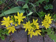 Allium moly