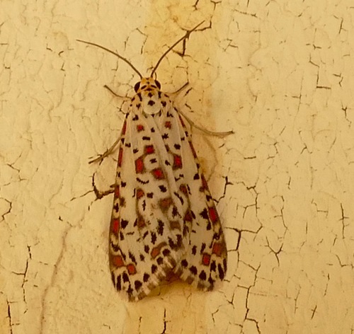 Heliotrope Moth