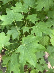 Acer pictum