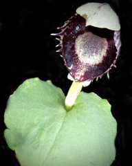 Corybas pruinosus