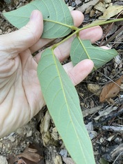 Kennedia rubicunda