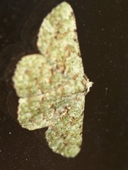 Aeolochroma hypochromaria