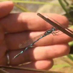 Austrolestes annulosus