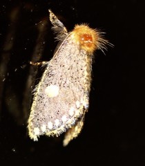 Epicoma protrahens
