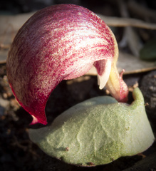 Corybas dowlingii