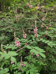 Indigofera bungeana