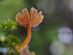 Hygrocybe fuscoaurantiaca